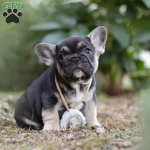 Peirre, French Bulldog Puppy